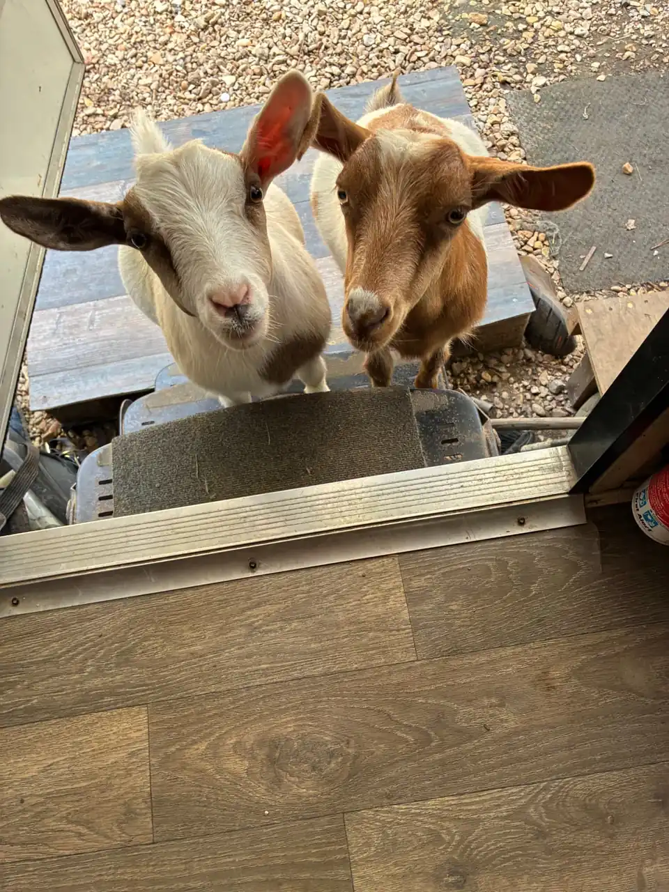 Two young goats looking up from the steps outside a doorway